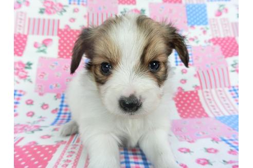 成約済の千葉県のパピヨン-112144